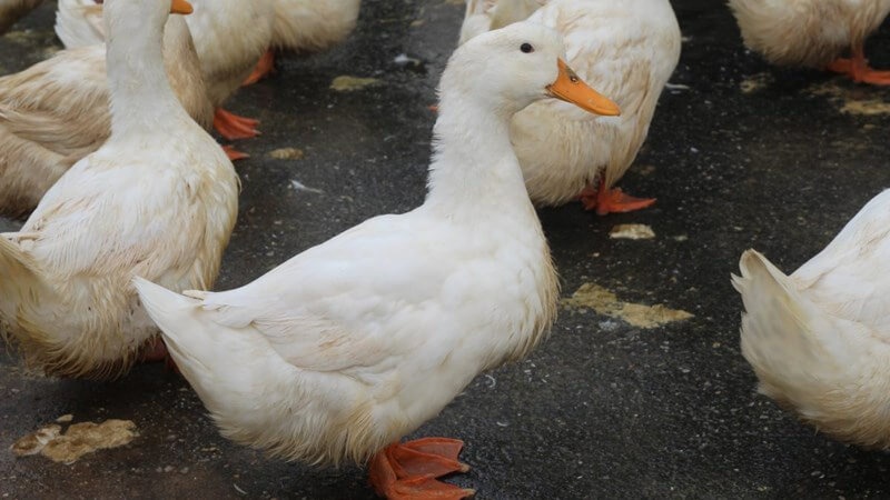 Nằm mơ thấy con vịt đánh số gì giúp cược thủ trúng đề?