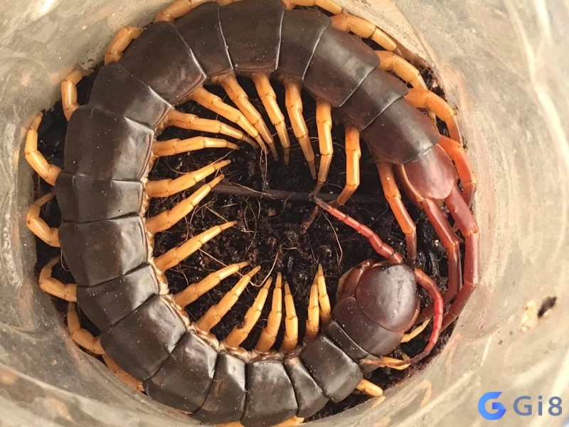 Ghi nhớ bối cảnh mơ để luận giải chính xác nhất Ghi nhớ bối cảnh mơ để luận giải chính xác nhất