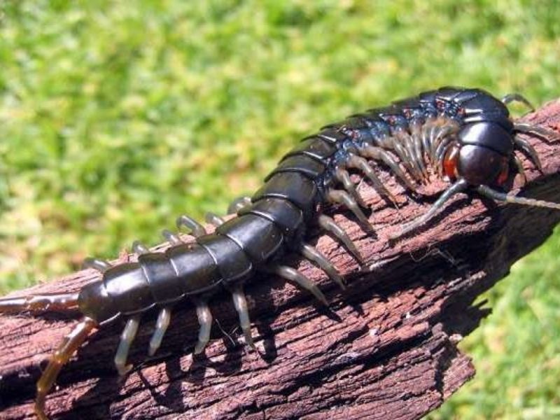 Rết số mấy? Đề thủ mơ thấy rết đánh con gì may mắn?