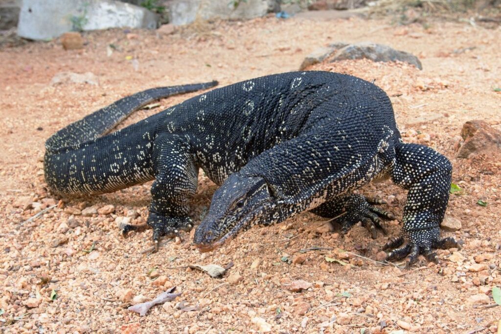 Con kỳ đà số mấy? Đề thủ đánh con gì mang về tài lộc?