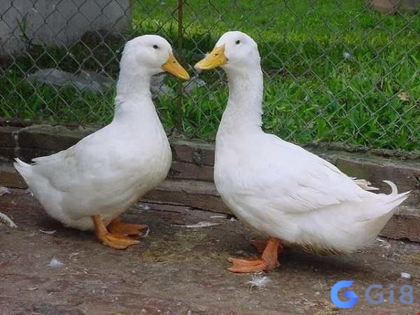 Mơ thấy con vịt trắng xảy ra với vô vàn kiểu tình huống khác nhau Mơ thấy con vịt trắng xảy ra với vô vàn kiểu tình huống khác nhau
