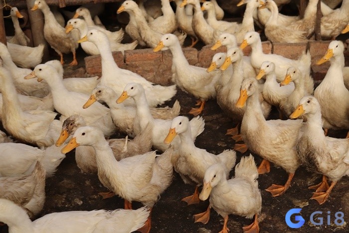 Chủ mộng ghi nhớ rõ bối cảnh mơ để lý giải chiêm bao chính xác Chủ mộng ghi nhớ rõ bối cảnh mơ để lý giải chiêm bao chính xác