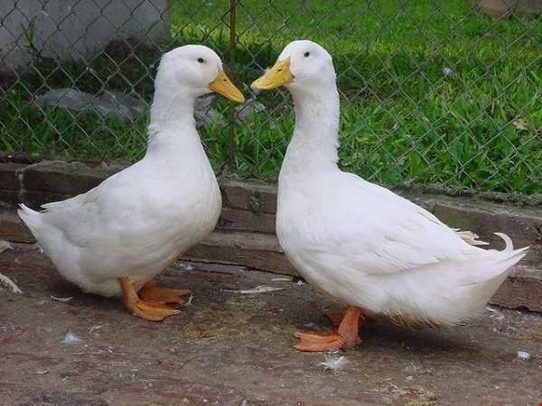 Con vịt trắng đánh số mấy giúp đề thủ trúng thưởng?