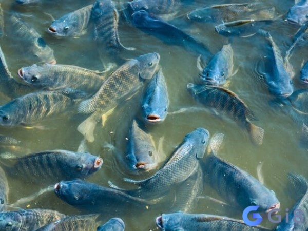 Ngủ mơ thấy đàn cá rô là điềm gặp nhiều may mắn trong tài chính Ngủ mơ thấy đàn cá rô là điềm gặp nhiều may mắn trong tài chính