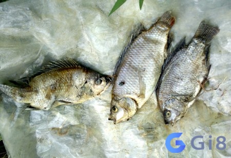 Nằm mơ thấy cá rô chết cho thấy anh em vấn đề về tiền bạc Nằm mơ thấy cá rô chết cho thấy bạn gặp vấn đề về tiền bạc