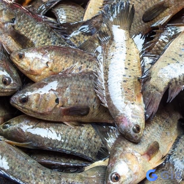 Ngủ chiêm bao cá rô đồng là điềm tốt cho chuyện tình cảm Ngủ mơ thấy cá rô đồng là điềm tốt cho chuyện tình cảm