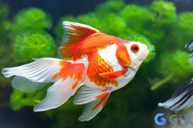 Phân tích mơ thấy cá vàng đánh đề con gì mang lại nhiều may mắn Phân tích mơ thấy cá vàng đánh đề con gì mang lại nhiều may mắn
