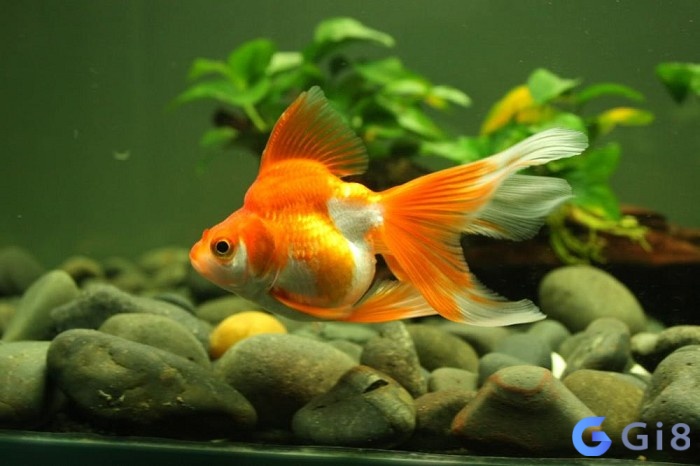 Xem xét ý nghĩa giấc mơ con cá cắn Xem xét ý nghĩa giấc mơ con cá cắn