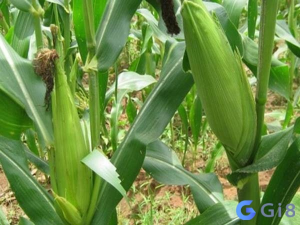 Mơ về ngô nhắc nhở bạn cần chăm sóc bản thân Mơ về ngô nhắc nhở bạn cần chăm sóc bản thân
