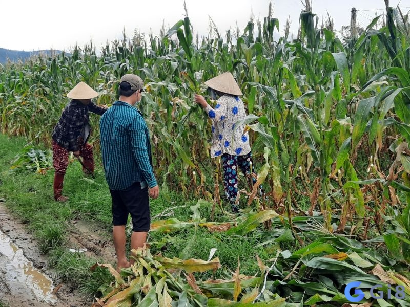 Khi mơ thu hoạch là dấu hiệu của thành công và có kết quả tốt Khi mơ thu hoạch là dấu hiệu của thành công và có kết quả tốt