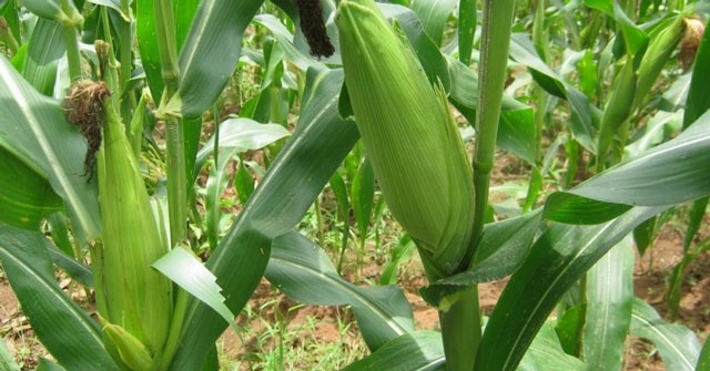 Mơ thấy cây ngô đánh đề con gì? Ý nghĩa giấc mơ cây ngô