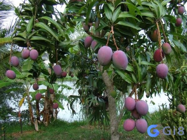 Mộng cây xoài là một lời nhắc nhở về việc cần phải chăm sóc và đầu tư vào các mối quan hệ Mộng cây xoài là một lời nhắc nhở về việc cần phải chăm sóc và đầu tư vào các mối quan hệ