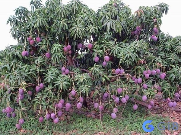 Khi mơ gặp hình ảnh cây xoài khô héo có thể báo hiệu điều gì? Khi mơ gặp hình ảnh cây xoài khô héo có thể báo hiệu điều gì?