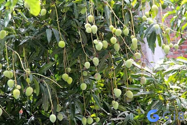 Con số nào phù hợp với giấc mơ cây xoài của bản thân? Con số nào phù hợp với giấc mơ cây xoài của bản thân?
