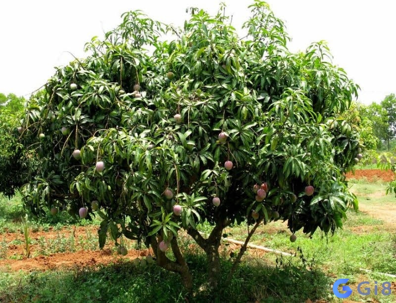 Chúc bạn tìm được con số may mắn của bản thân với giấc mơ cây xoài! Chúc bạn tìm được con số may mắn của bản thân với giấc mơ cây xoài!