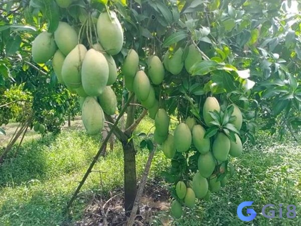 Khám phá mơ thấy cây xoài đánh đề con gì cùng gi88 nhé! Khám phá mơ thấy cây xoài đánh đề con gì cùng gi88 nhé!