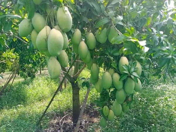 Mơ thấy cây xoài đánh đề con gì đầy đủ và chi tiết nhất