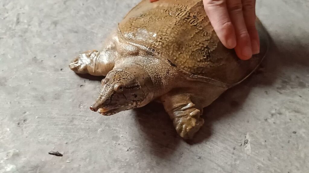 Mơ thấy con ba ba đánh đề con gì? Con số nào may mắn?