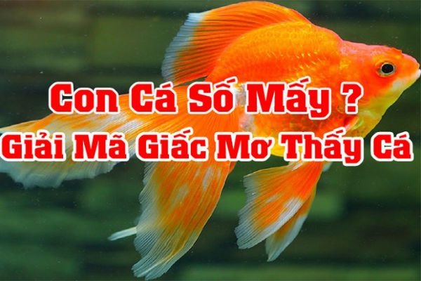 Mơ thấy con cá đánh đề con gì? Bí mật giải mã giấc mơ về cá