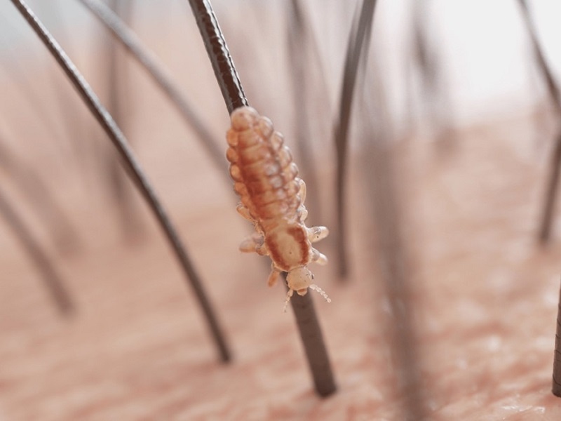 Mơ thấy con chấy đánh đề con gì? Giải mã thông điệp giấc mơ