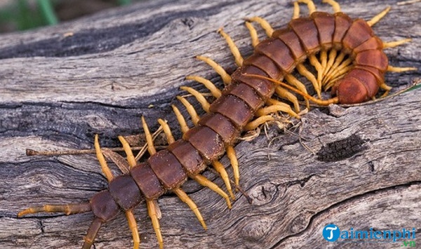 Con rết là số gì? Giải mã điềm báo và những con số may mắn