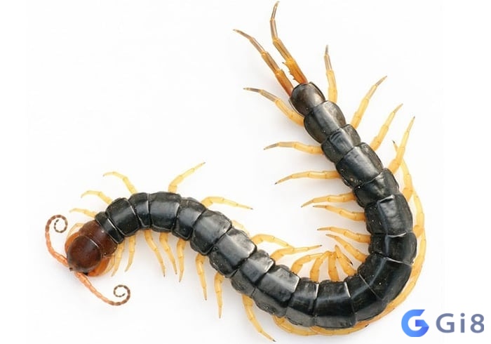 Mơ thấy rết có vô số kiểu tình huống được xảy ra Mơ thấy rết có vô số kiểu tình huống được xảy ra
