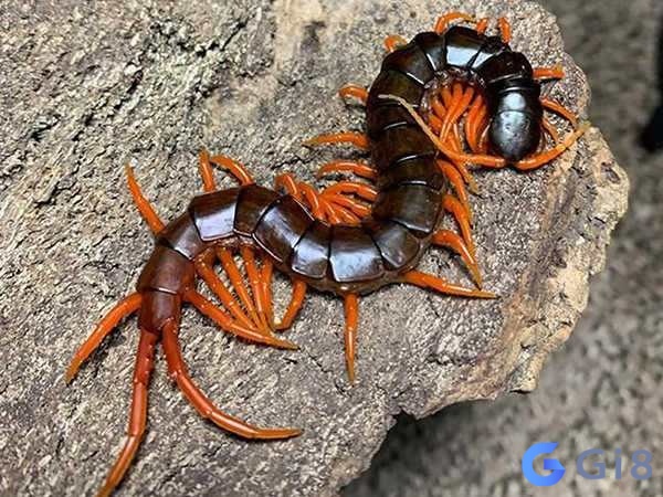 Điềm báo tốt xấu dựa trên trải nghiệm mơ của chủ mộng Điềm báo tốt xấu còn tùy theo từng trường hợp