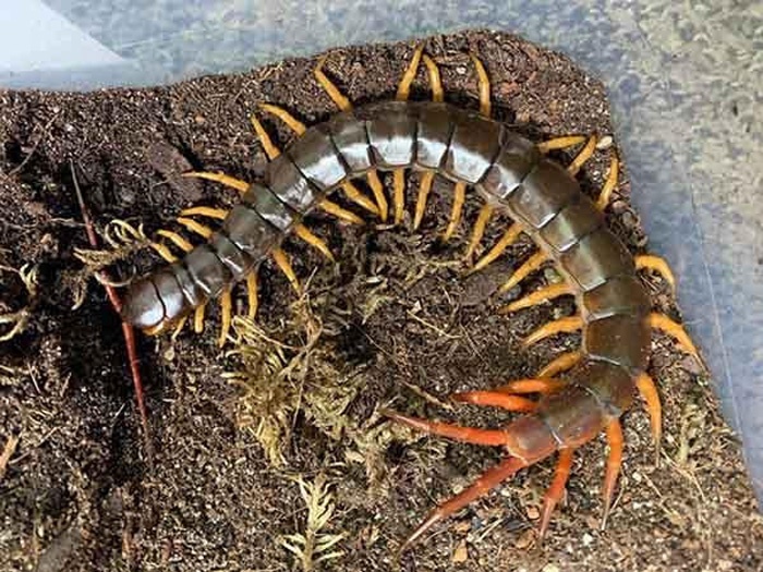 Con rit so may mang tới cho đề thủ tài lộc chiều nay?