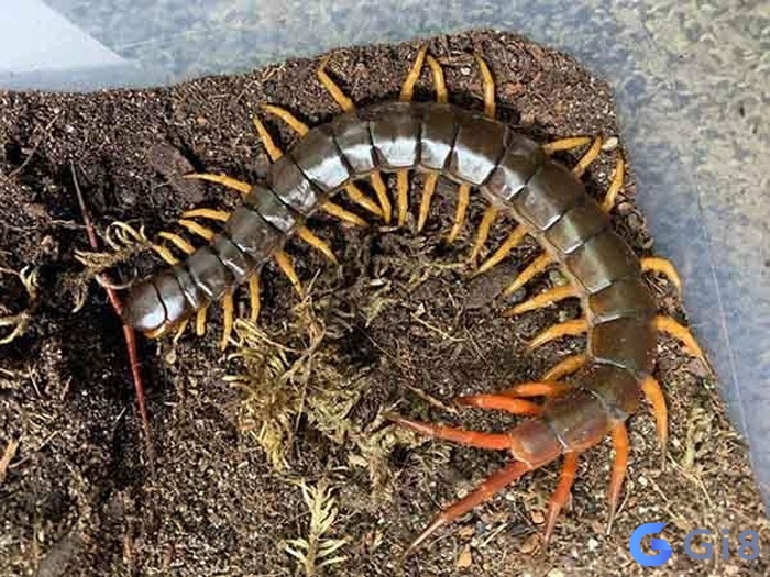 Rết thường mang biểu tượng cho những điều xấu xa và đáng sợ Rết thường mang biểu tượng cho những điều xấu xa và đáng sợ