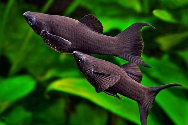 Mơ thấy cá đen đánh đề con gì? Giải mã giấc mơ cá đen