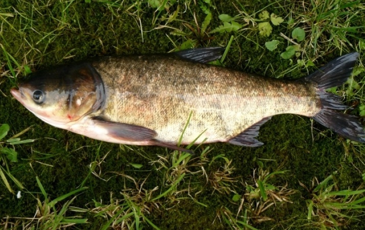 Mơ thấy cá mè đánh đề con gì? May mắn hay xui xẻo?