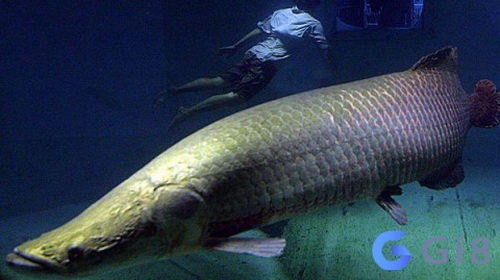Giấc mơ cá cũng có thể phản ánh cảm xúc và trực giác của bạn Giấc mơ cá cũng có thể phản ánh cảm xúc và trực giác của bạn