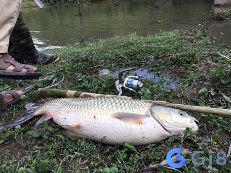 Mơ thấy cá to bị mắc kẹt trong một nơi nào đó phản ánh cảm giác bất lực hoặc bị giới hạn trong cuộc sống Mơ thấy cá to bị mắc kẹt trong một nơi nào đó phản ánh cảm giác bất lực hoặc bị giới hạn trong cuộc sống