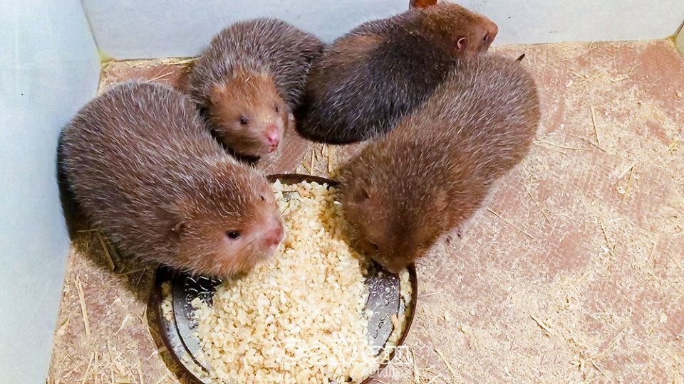 Mơ thấy con dúi đánh đề con gì? Điềm may mắn hay xui xẻo?