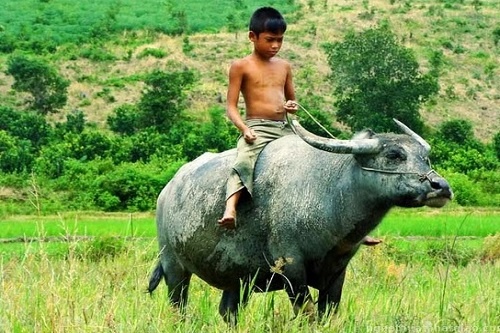 Mơ thấy con trâu đánh đề số gì? Mơ thấy trâu lành hay dữ