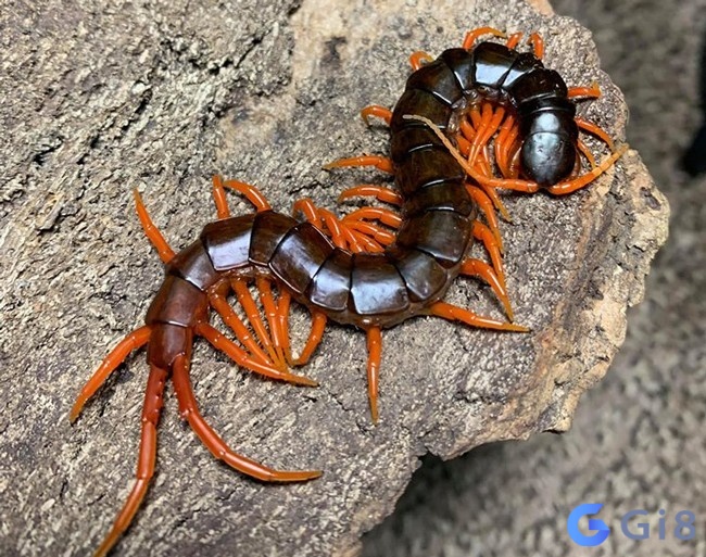Con rết là loài vật gây ra cảm giác sợ hãi cho nhiều người Con rết là loài vật gây ra cảm giác sợ hãi cho nhiều người