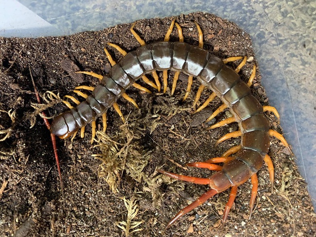 Tịch số đề con rết là số mấy? Giải mã giấc mơ cùng Gi88