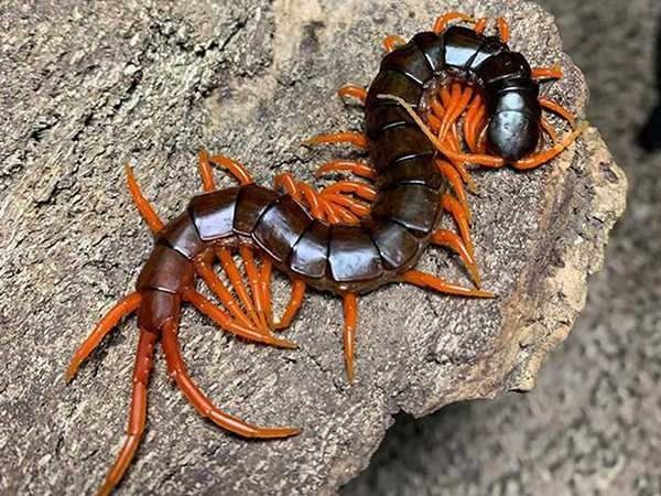 Con rết là số mấy? Đề thủ chiêm bao thấy rết đánh số gì?