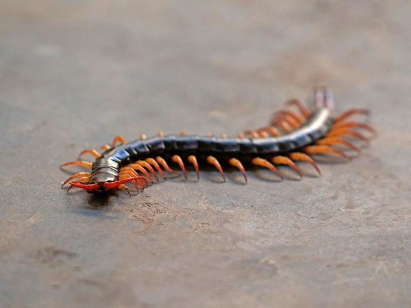 Con rết số bao nhiều? Đề thủ mơ thấy rết đánh số gì?