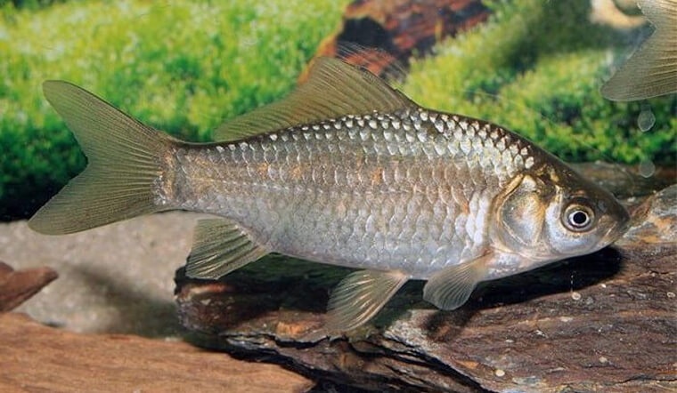 Mơ thấy cá diếc đánh đề con gì, là điềm tốt hay xấu?