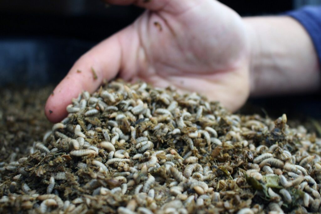 Mơ thấy con giòi đánh đề con gì thắng lớn tới 99%