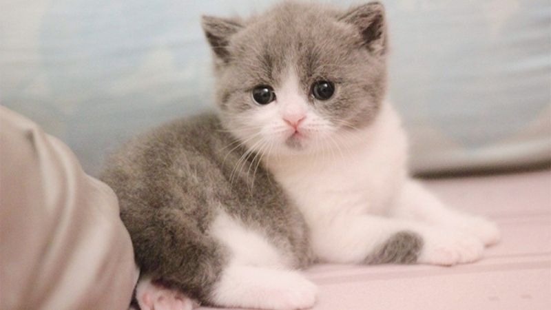 Mơ thấy con mèo đánh đề con gì? Điềm báo khi mơ thấy mèo