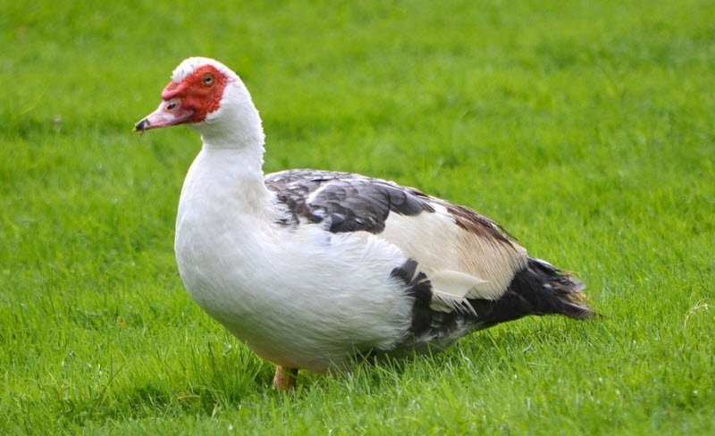 Mơ thấy con ngan đánh đề con gì? Là điềm báo gì?