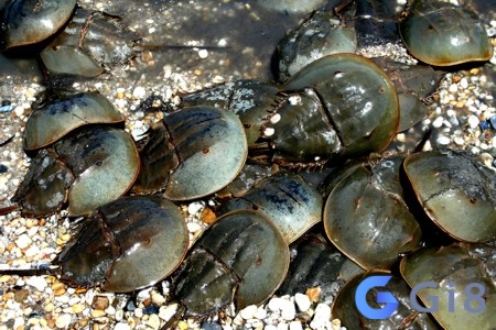 Ý nghĩa con số trong giấc mộng sam biển Ý nghĩa con số trong giấc mông sam biển