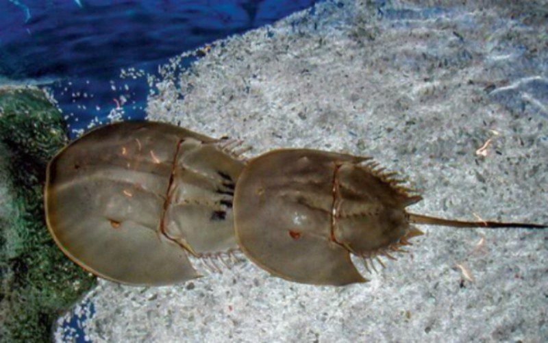 Mơ thấy con sam biển đánh đề con gì? Giải mã giấc mơ con sam