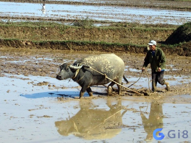 Khi nằm mơ thấy con trâu cày ruộng là một giấc mơ báo hiệu những nỗ lực của bạn sẽ được đền đáp