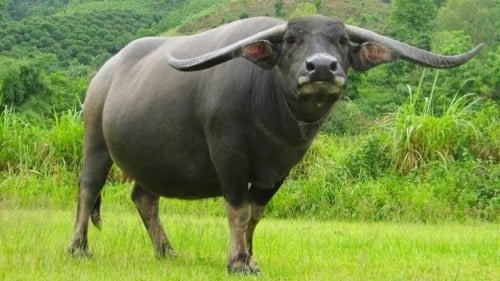 Mơ thấy con trâu đánh con đề gì? Điềm báo gì về tương lai?