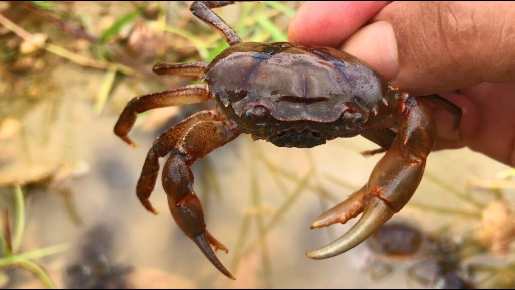 Mơ thấy cua đồng đánh đề con gì? Con số may mắn nào?