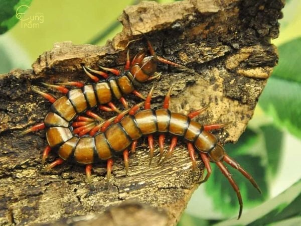 Nằm mơ thấy rết cắn đánh số gì? Bí ẩn trong giấc mơ về rết