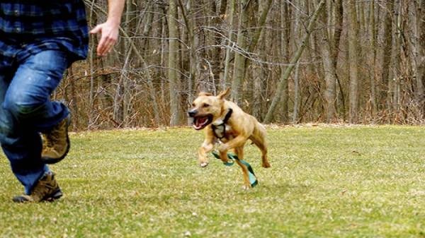 Mơ thấy chó đuổi đánh đề con gì? Con số may mắn tương ứng